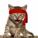 RoaringKittyy