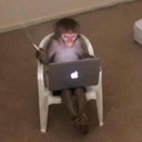 Themonkequant
